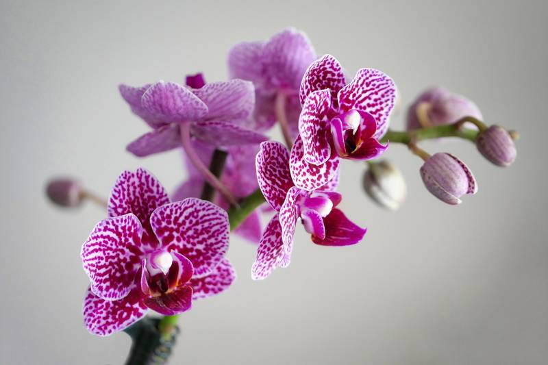 El maravilloso mundo de las orquídeas